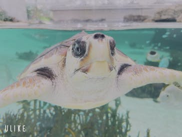 鴨川シーワールドに投稿された画像（2024/7/8）