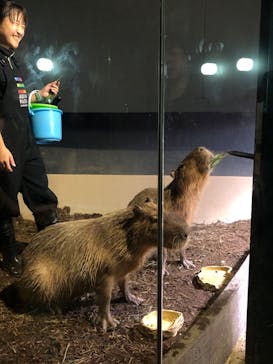 マクセル アクアパーク品川に投稿された画像（2024/7/8）