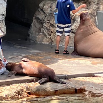 大分マリーンパレス水族館 「うみたまご」に投稿された画像（2024/7/8）