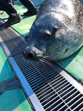ゼロ距離水族館 伊勢シーパラダイスに投稿された画像（2024/7/8）