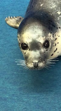 ゼロ距離水族館 伊勢シーパラダイスに投稿された画像（2024/7/8）