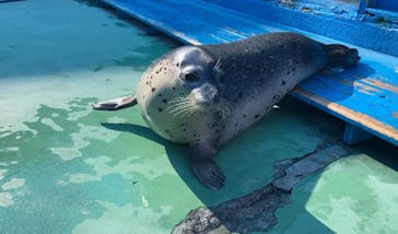 ゼロ距離水族館 伊勢シーパラダイスに投稿された画像（2024/7/8）