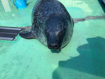 ゼロ距離水族館 伊勢シーパラダイスに投稿された画像（2024/7/8）