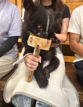 奥飛騨クマ牧場に投稿された画像（2024/7/8）