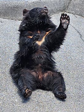 奥飛騨クマ牧場に投稿された画像（2024/7/8）