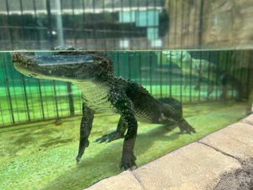 熱川バナナワニ園に投稿された画像（2024/7/8）