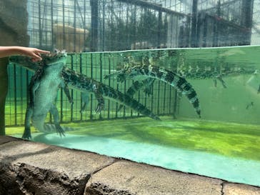 熱川バナナワニ園に投稿された画像（2024/7/8）