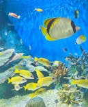 しながわ水族館に投稿された画像（2024/7/8）