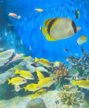 しながわ水族館に投稿された画像（2024/7/8）