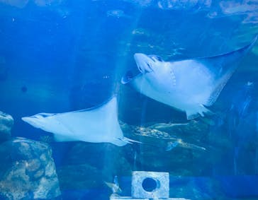しながわ水族館に投稿された画像（2024/7/8）