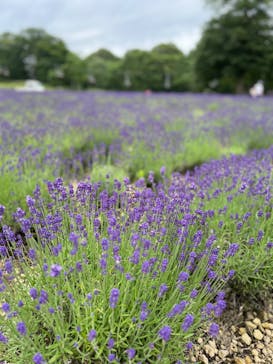 たんばらラベンダーパークに投稿された画像（2024/7/8）