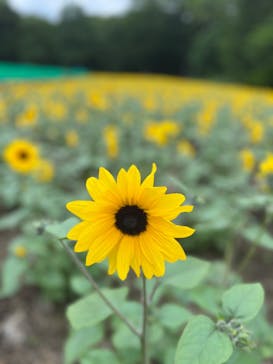 たんばらラベンダーパークに投稿された画像（2024/7/8）