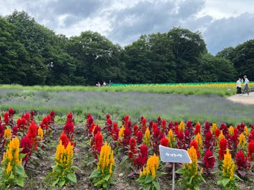 たんばらラベンダーパークに投稿された画像（2024/7/8）