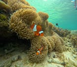  マリンショップHAPPYに投稿された画像（2024/7/8）