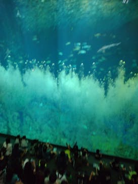 アクアワールド茨城県大洗水族館に投稿された画像（2024/7/8）