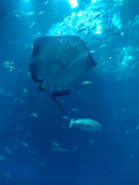 アクアワールド茨城県大洗水族館に投稿された画像（2024/7/8）