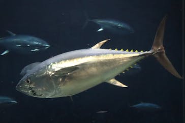 葛西臨海水族園に投稿された画像（2024/7/8）