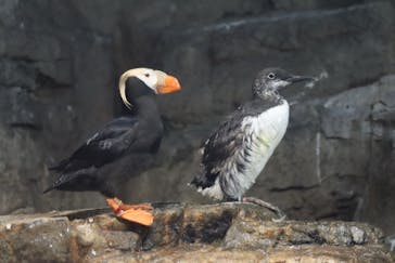 葛西臨海水族園に投稿された画像（2024/7/8）