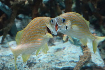 葛西臨海水族園に投稿された画像（2024/7/8）