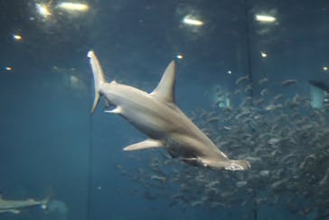 葛西臨海水族園に投稿された画像（2024/7/8）