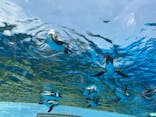 サンシャイン水族館に投稿された画像（2024/7/8）
