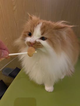 猫カフェモカ　新宿店に投稿された画像（2024/7/8）