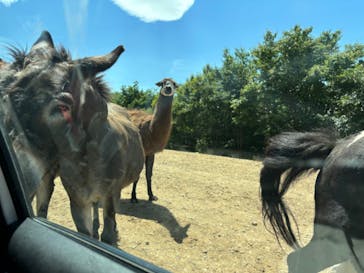 東北サファリパークに投稿された画像（2024/7/8）