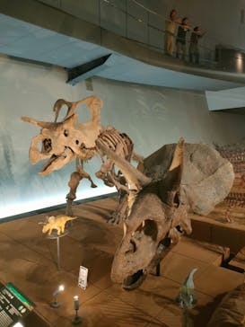 福井県立恐竜博物館に投稿された画像（2024/7/8）