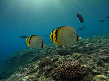 沖縄マリンサービス碧に投稿された画像（2024/7/8）