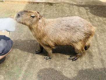 伊豆シャボテン動物公園に投稿された画像（2024/7/9）