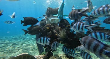 武藤潜水に投稿された画像（2024/7/9）