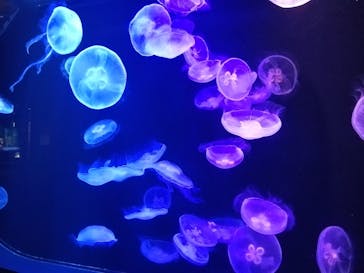 マリンワールド海の中道に投稿された画像（2024/7/9）