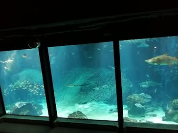 マリンワールド海の中道に投稿された画像（2024/7/9）