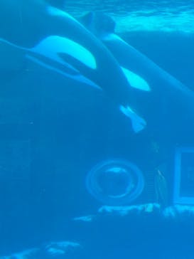 名古屋港水族館に投稿された画像（2024/7/9）