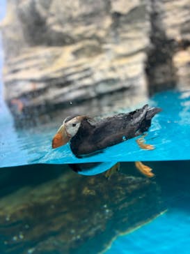 アクアワールド茨城県大洗水族館に投稿された画像（2024/7/9）