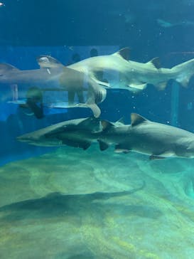 アクアワールド茨城県大洗水族館に投稿された画像（2024/7/9）