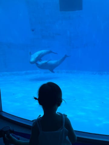 名古屋 水族館 販売 ベビーカー