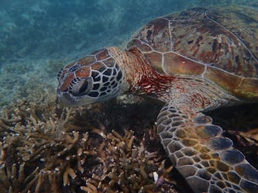 nico 宮古島に投稿された画像（2024/7/9）