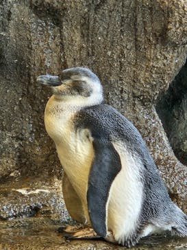 しながわ水族館に投稿された画像（2024/7/9）