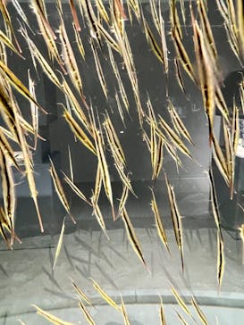 AOAO SAPPOROに投稿された画像（2024/7/9）