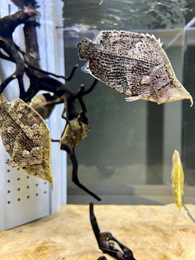 AOAO SAPPOROに投稿された画像（2024/7/9）