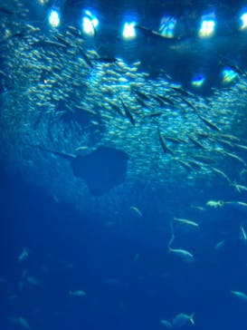 アクアワールド茨城県大洗水族館に投稿された画像（2024/7/9）