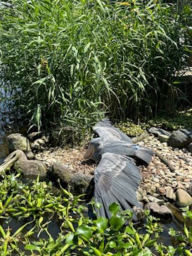 AQUARIUM × ART　atoa×神戸どうぶつ王国に投稿された画像（2024/7/9）