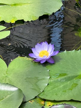 AQUARIUM × ART　atoa×神戸どうぶつ王国に投稿された画像（2024/7/9）