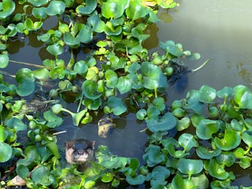 AQUARIUM × ART　atoa×神戸どうぶつ王国に投稿された画像（2024/7/9）