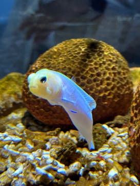 AQUARIUM × ART　atoa×神戸どうぶつ王国に投稿された画像（2024/7/9）