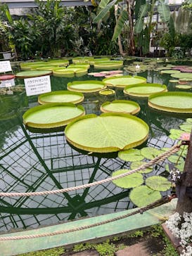 熱川バナナワニ園に投稿された画像（2024/7/9）