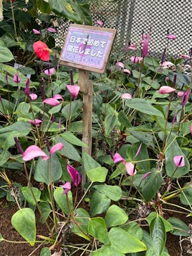 熱川バナナワニ園に投稿された画像（2024/7/9）