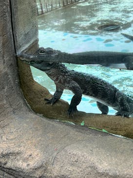 熱川バナナワニ園に投稿された画像（2024/7/9）