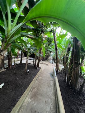 熱川バナナワニ園に投稿された画像（2024/7/9）